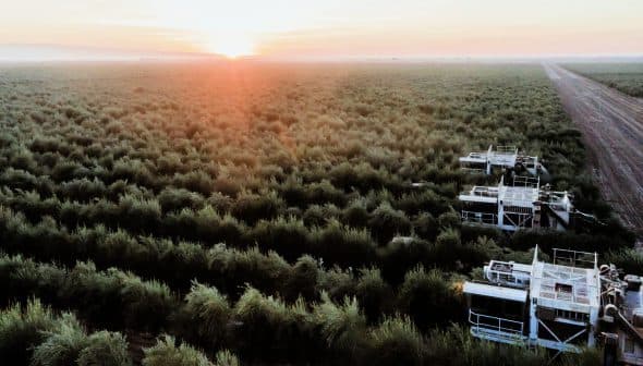 Aerial view of olive trees with harvesting equipment in the foreground during sunrise. - Olive Oil Times