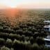 Aerial view of olive trees with harvesting equipment in the foreground during sunrise. - Olive Oil Times