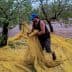 Man in a blue cap gathering olives on a yellow net spread under olive trees. - Olive Oil Times