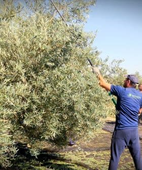 Workers harvesting olives from trees using long poles in an olive grove. - Olive Oil Times