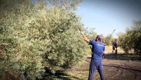 Workers harvesting olives from trees using long poles in an olive grove. - Olive Oil Times