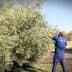Workers harvesting olives from trees using long poles in an olive grove. - Olive Oil Times