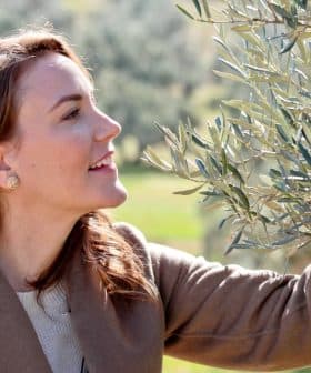 Woman with long brown hair picking olives from an olive tree branch in an outdoor setting. - Olive Oil Times