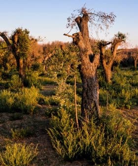 A landscape featuring several olive trees with gnarled trunks in a grassy field during sunset. - Olive Oil Times