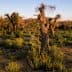 A landscape featuring several olive trees with gnarled trunks in a grassy field during sunset. - Olive Oil Times