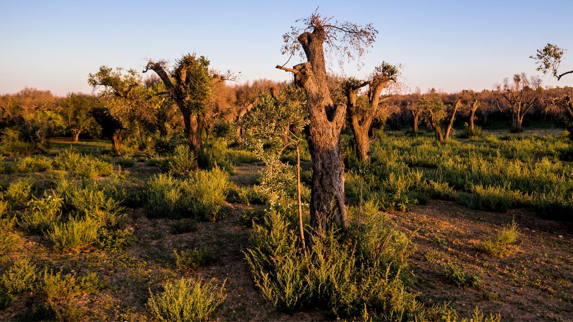 A landscape featuring several olive trees with gnarled trunks in a grassy field during sunset. - Olive Oil Times