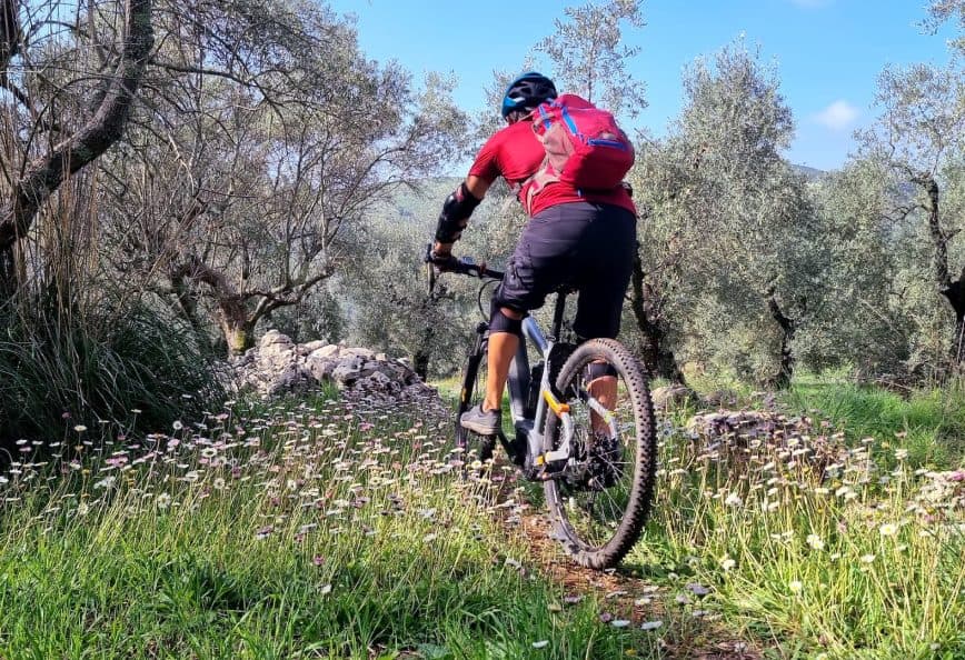 A mountain biker in a red shirt and backpack riding on a trail surrounded by olive trees and wildflowers. - Olive Oil Times