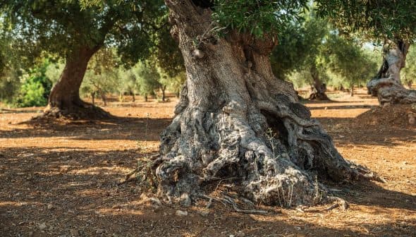 Close-up of an olive tree trunk showing gnarled roots and textured bark. - Olive Oil Times