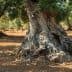 Close-up of an olive tree trunk showing gnarled roots and textured bark. - Olive Oil Times