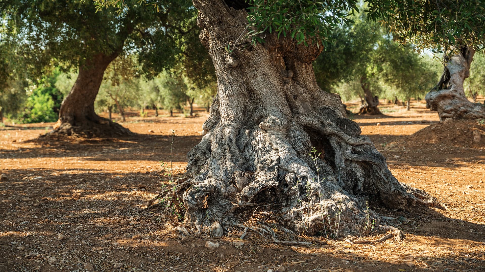 Matchmaking Tree Study Questions the Accuracy of Olive Tree Dating Methods - Olive Oil Times