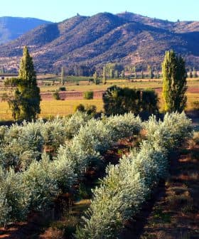 Rows of olive trees in a grove with mountains visible in the background under clear skies. - Olive Oil Times