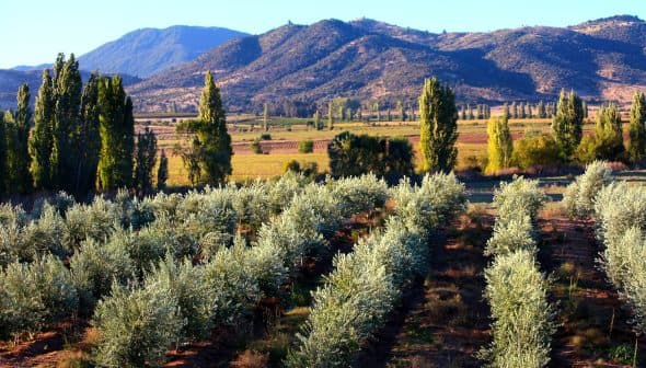 Rows of olive trees in a grove with mountains visible in the background under clear skies. - Olive Oil Times