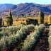 Rows of olive trees in a grove with mountains visible in the background under clear skies. - Olive Oil Times