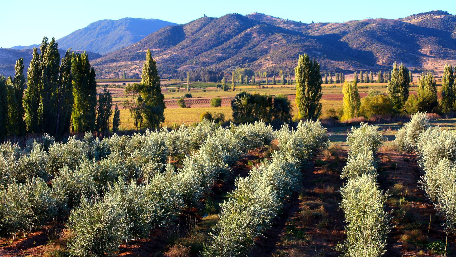 Rows of olive trees in a grove with mountains visible in the background under clear skies. - Olive Oil Times