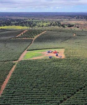 Aerial view of an olive grove with rows of olive trees and machinery in the center. - Olive Oil Times