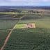 Aerial view of an olive grove with rows of olive trees and machinery in the center. - Olive Oil Times