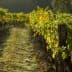 Rows of green grapevines growing on wooden posts in a vineyard during daylight. - Olive Oil Times