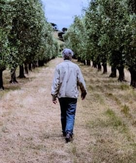 Individual walking along a path in an olive grove with trees on either side. - Olive Oil Times
