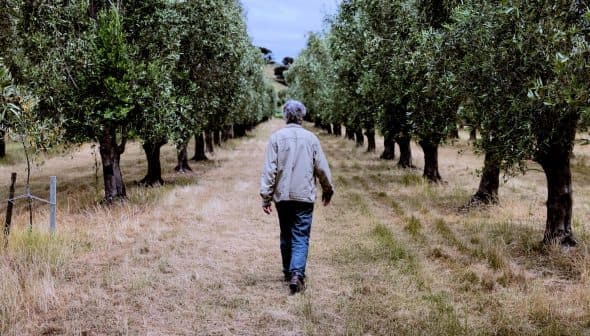 Individual walking along a path in an olive grove with trees on either side. - Olive Oil Times