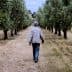 Individual walking along a path in an olive grove with trees on either side. - Olive Oil Times