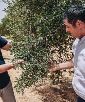 Two men examining the branches of an olive tree in a field. - Olive Oil Times