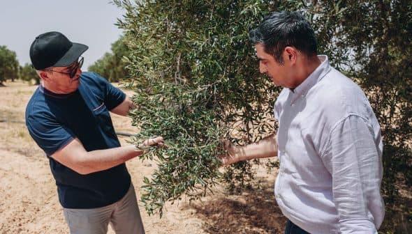 Two men examining the branches of an olive tree in a field. - Olive Oil Times