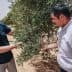 Two men examining the branches of an olive tree in a field. - Olive Oil Times