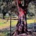 An olive tree with a textured trunk and green foliage in an orchard setting. - Olive Oil Times