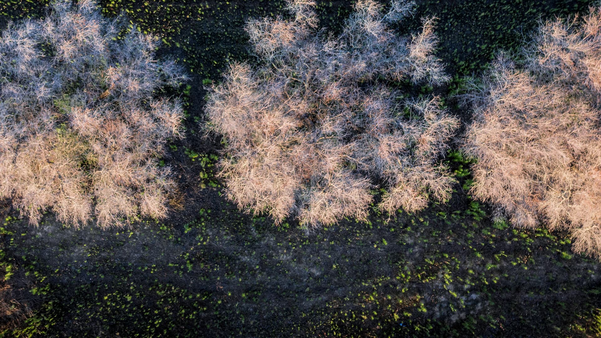 Aerial view of several leafless trees with a dark ground and sparse green vegetation. - Olive Oil Times