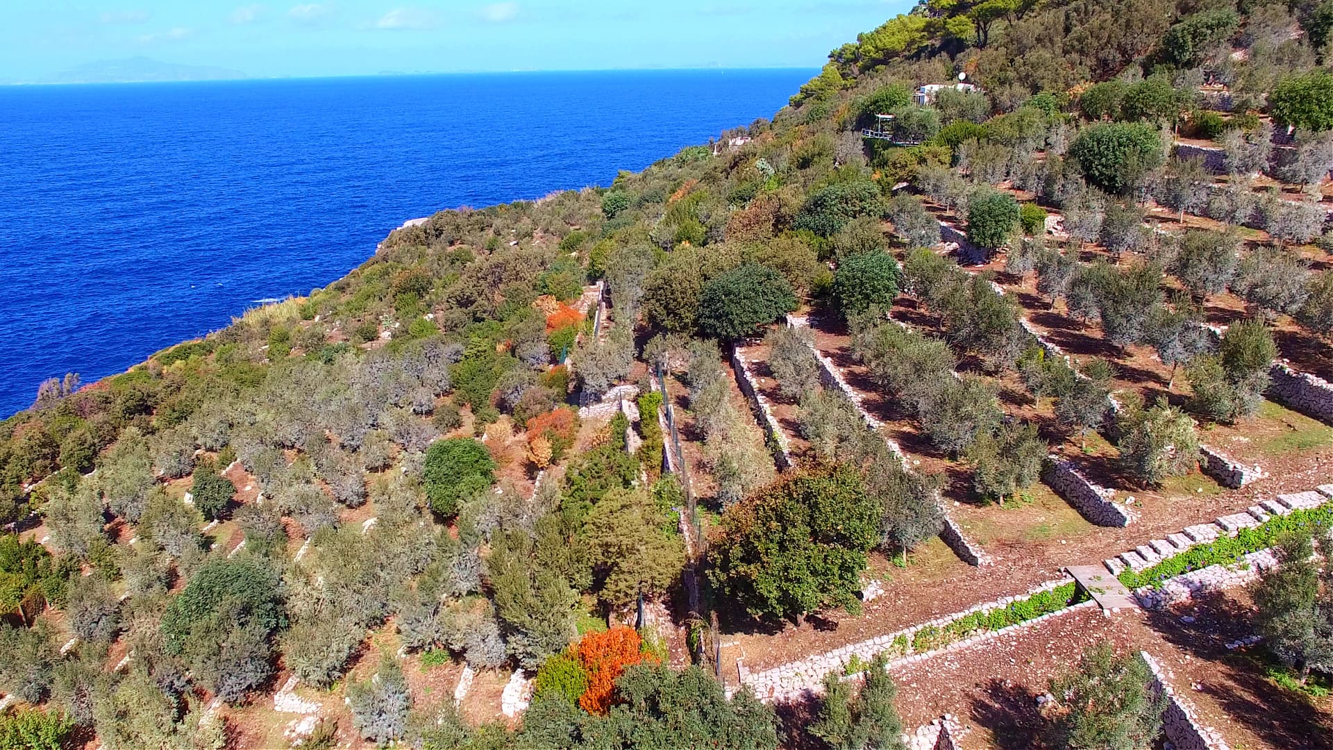 Aerial view of an olive grove with trees and the sea in the background. - Olive Oil Times