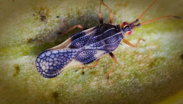 Macro photograph of a bug with intricate patterns on its wings resting on a green leaf. - Olive Oil Times