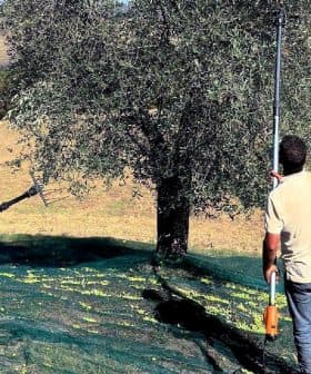 Two men using tools to harvest olives from an olive tree in a field. - Olive Oil Times