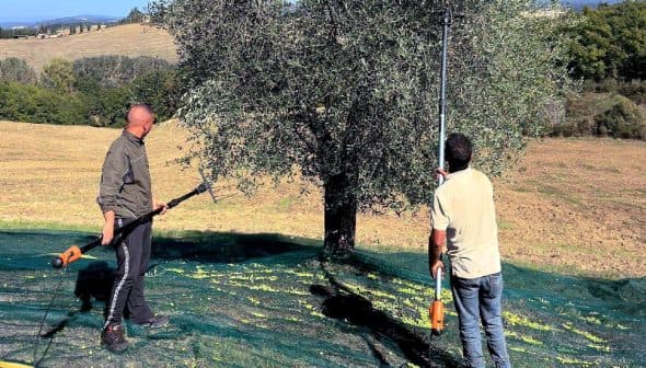 Two men using tools to harvest olives from an olive tree in a field. - Olive Oil Times