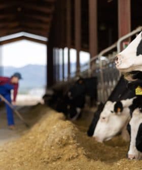 Holstein cows in a barn with two farmers tending to them in a dairy farm setting. - Olive Oil Times