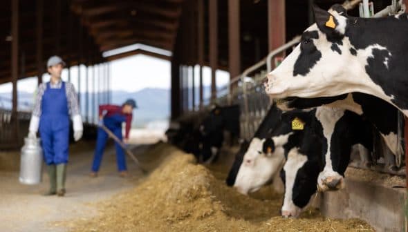 Holstein cows in a barn with two farmers tending to them in a dairy farm setting. - Olive Oil Times