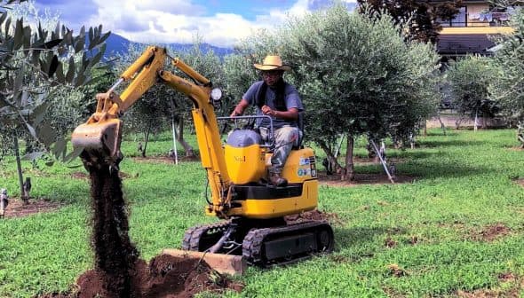 Operator using a mini excavator to dig in an olive grove surrounded by olive trees. - Olive Oil Times