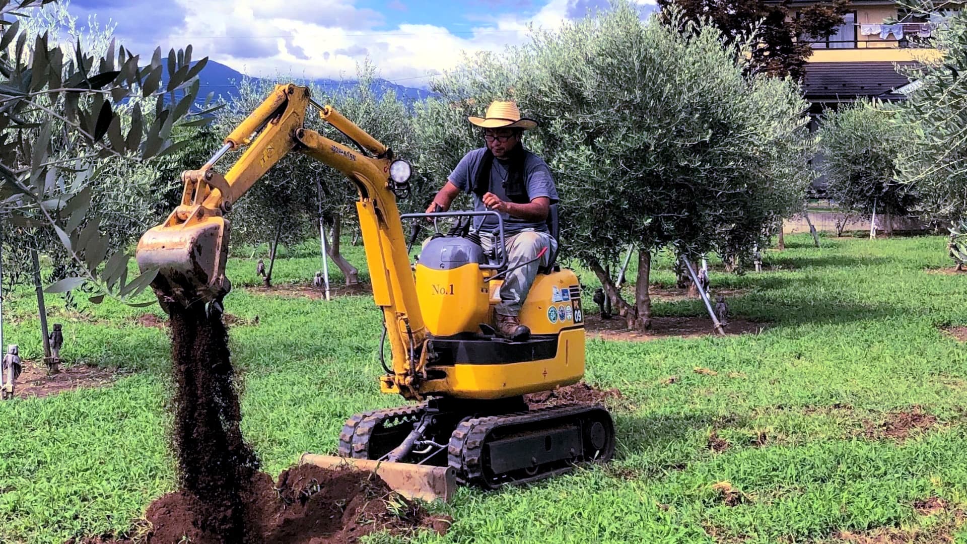 Operator using a mini excavator to dig in an olive grove surrounded by olive trees. - Olive Oil Times
