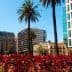 View of palm trees and buildings in a city, featuring a historical tower and modern architecture. - Olive Oil Times