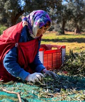 A woman in traditional attire harvesting olives from the ground in an orchard setting. - Olive Oil Times