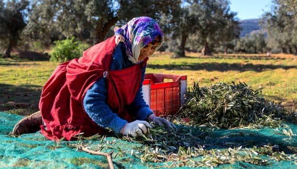 A woman in traditional attire harvesting olives from the ground in an orchard setting. - Olive Oil Times