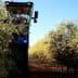 Olive harvesting machine operating between rows of olive trees in a grove. - Olive Oil Times