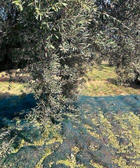 Olive tree with a net below and a vehicle parked nearby in an olive grove. - Olive Oil Times