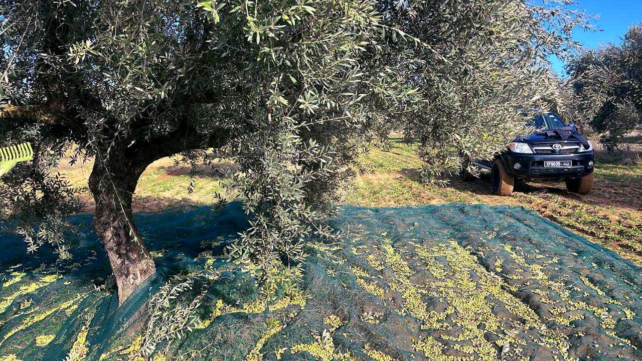 Olive tree with a net below and a vehicle parked nearby in an olive grove. - Olive Oil Times