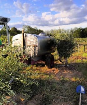 A worker near an irrigation tank in an olive grove with rows of olive trees. - Olive Oil Times