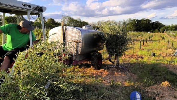 A worker near an irrigation tank in an olive grove with rows of olive trees. - Olive Oil Times