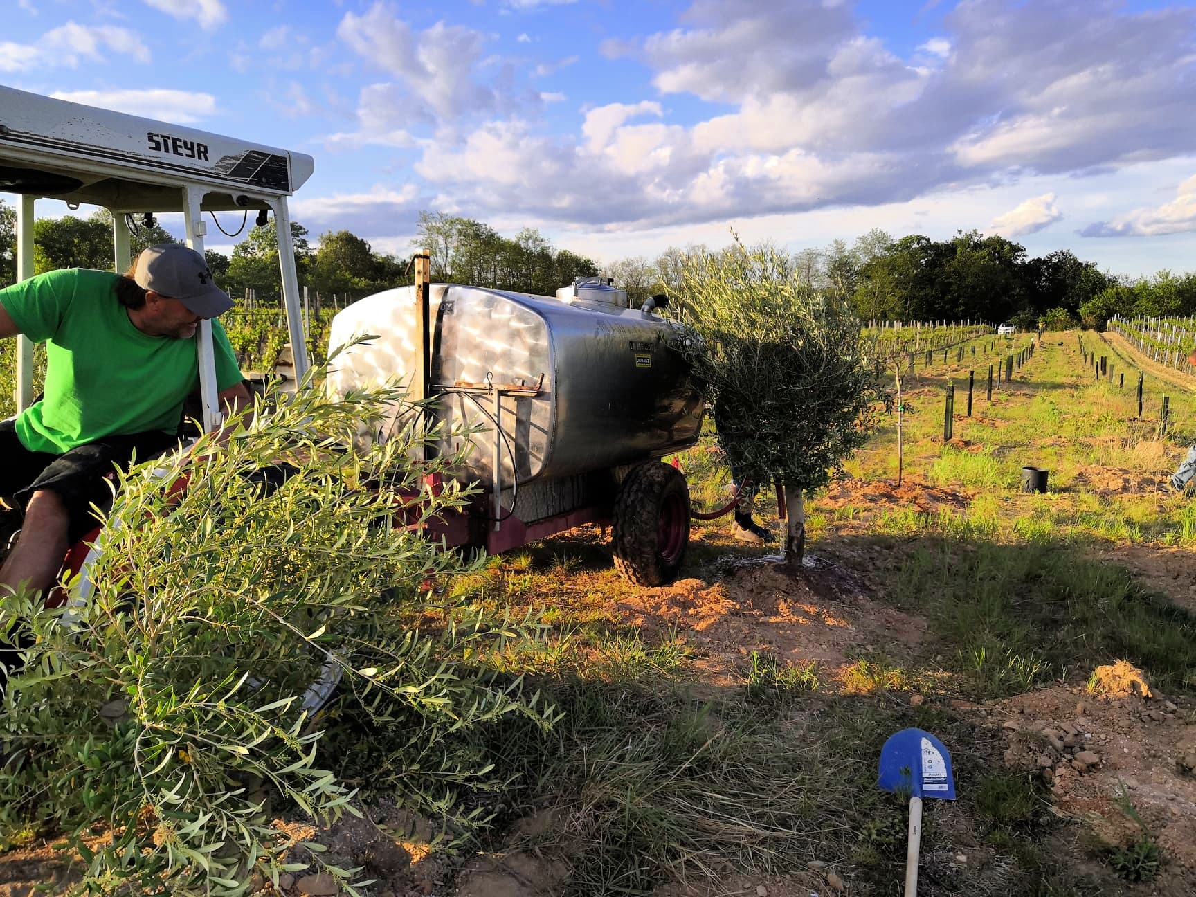 A worker near an irrigation tank in an olive grove with rows of olive trees. - Olive Oil Times