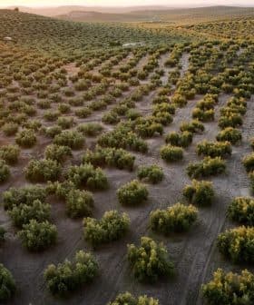 Aerial view of a large olive grove with rows of olive trees under a setting sun. - Olive Oil Times