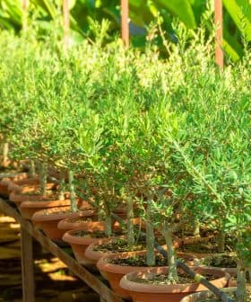 A row of young olive trees in terracotta pots arranged on a wooden shelf. - Olive Oil Times