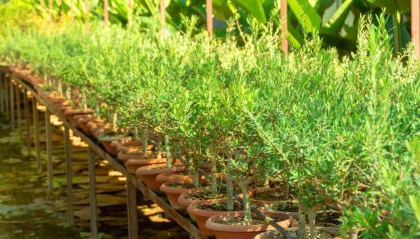 A row of young olive trees in terracotta pots arranged on a wooden shelf. - Olive Oil Times