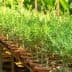 A row of young olive trees in terracotta pots arranged on a wooden shelf. - Olive Oil Times